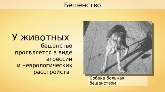 Бешенство У животных бешенство проявляется в виде агрессии и неврологических расстройств . Собака больная бешенством 