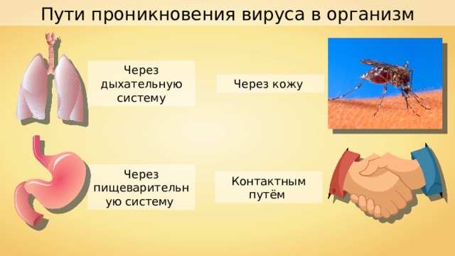 Пути проникновения вируса в организм Через дыхательную систему Через кожу Через пищеварительную систему Контактным путём 