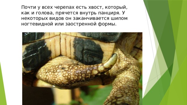Почти у всех черепах есть хвост, который, как и голова, прячется внутрь панциря. У некоторых видов он заканчивается шипом ногтевидной или заостренной формы. 