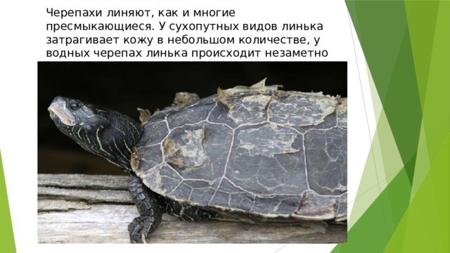 Черепахи линяют, как и многие пресмыкающиеся. У сухопутных видов линька затрагивает кожу в небольшом количестве, у водных черепах линька происходит незаметно 