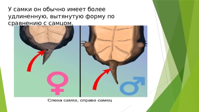 У самки он обычно имеет более удлиненную, вытянутую форму по сравнению с самцом. 