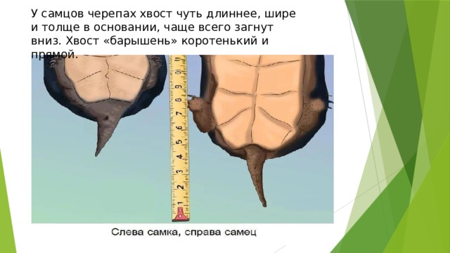 У самцов черепах хвост чуть длиннее, шире и толще в основании, чаще всего загнут вниз. Хвост «барышень» коротенький и прямой. 