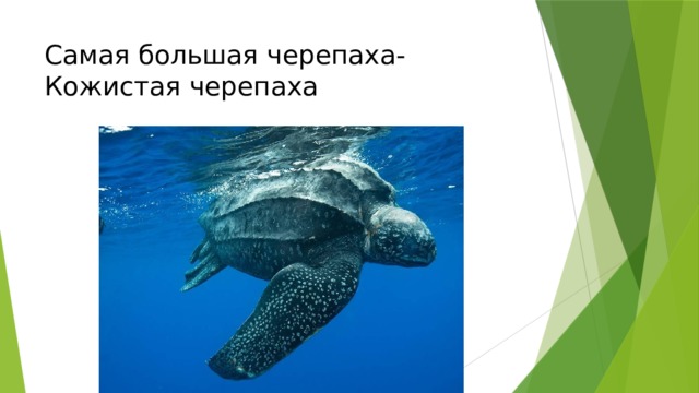 Самая большая черепаха-Кожистая черепаха 