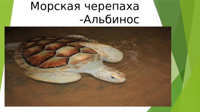 Морская  черепаха  -Альбинос 