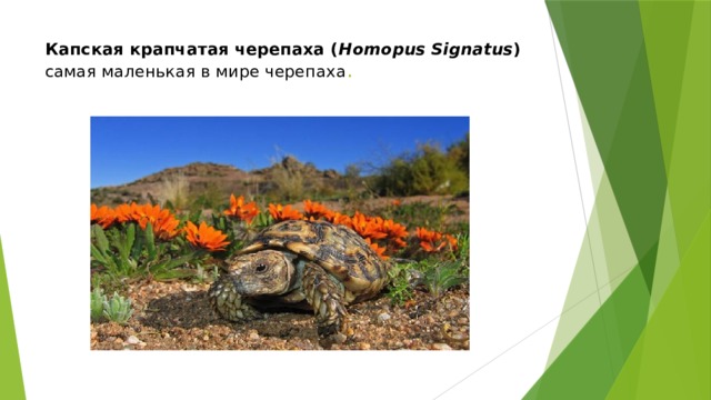 Капская крапчатая черепаха ( Homopus Signatus )  самая маленькая в мире черепаха .   