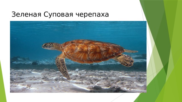 Зеленая Суповая черепаха 