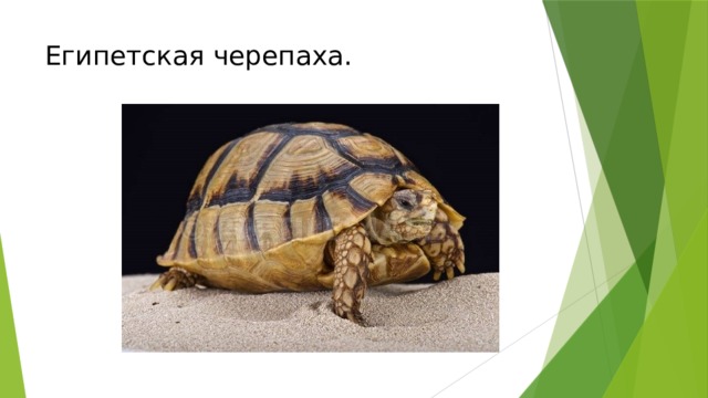 Египетская черепаха. 