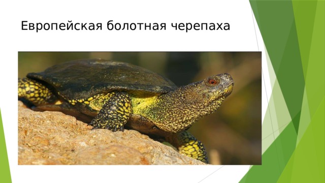 Европейская болотная черепаха 