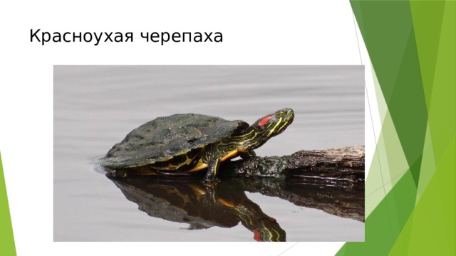 Красноухая черепаха 