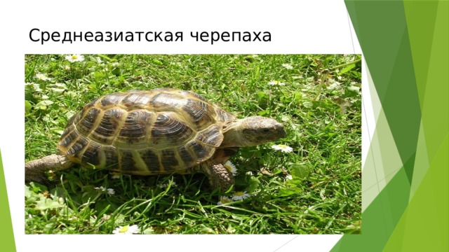 Среднеазиатская черепаха 