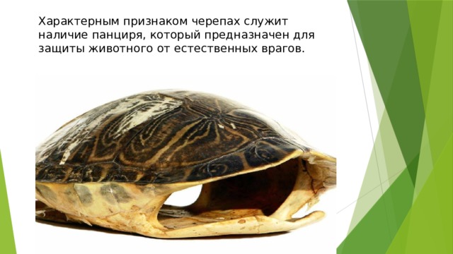 Характерным признаком черепах служит наличие панциря, который предназначен для защиты животного от естественных врагов. 