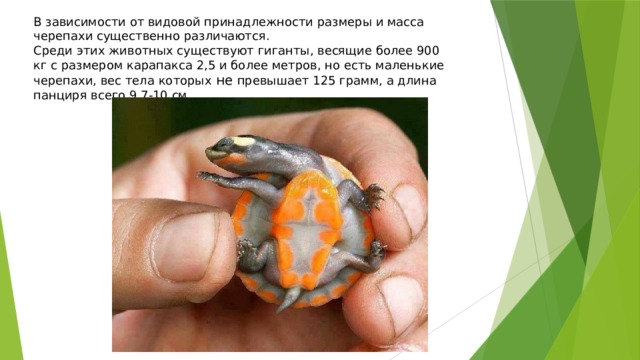 В зависимости от видовой принадлежности размеры и масса черепахи существенно различаются. Среди этих животных существуют гиганты, весящие более 900 кг с размером карапакса 2,5 и более метров, но есть маленькие черепахи, вес тела которых не превышает 125 грамм, а длина панциря всего 9,7-10 см 