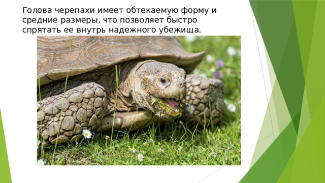 Голова черепахи имеет обтекаемую форму и средние размеры, что позволяет быстро спрятать ее внутрь надежного убежища. 