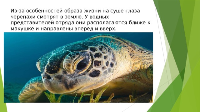 Из-за особенностей образа жизни на суше глаза черепахи смотрят в землю. У водных представителей отряда они располагаются ближе к макушке и направлены вперед и вверх. 