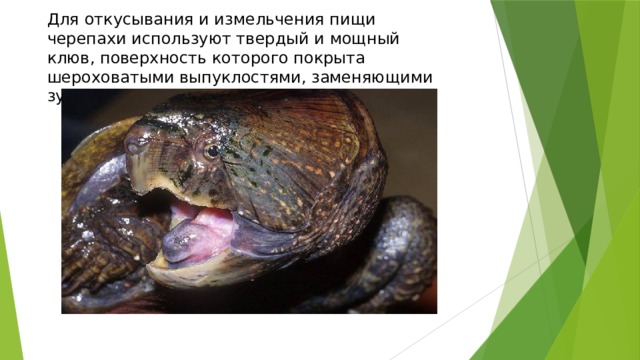 Для откусывания и измельчения пищи черепахи используют твердый и мощный клюв, поверхность которого покрыта шероховатыми выпуклостями, заменяющими зубы. 