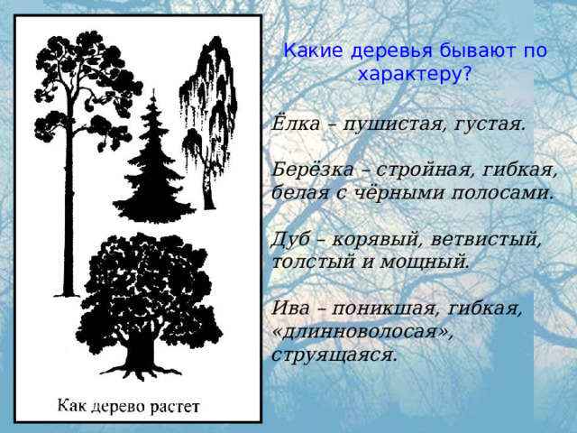 Какие деревья бывают по характеру? Ёлка – пушистая, густая.  Берёзка – стройная, гибкая, белая с чёрными полосами.  Дуб – корявый, ветвистый, толстый и мощный.  Ива – поникшая, гибкая, «длинноволосая», струящаяся. 