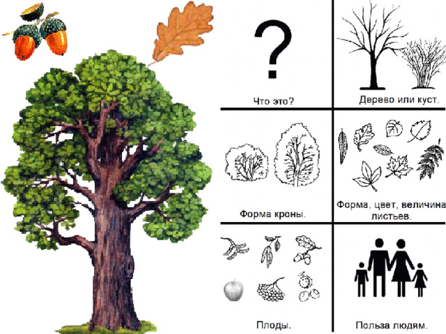 Схема дерева для дошкольников