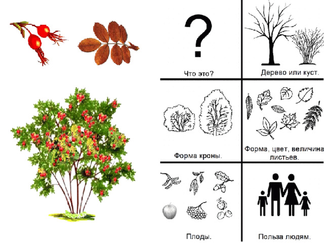 Презентация деревья и кустарники подготовительная группа