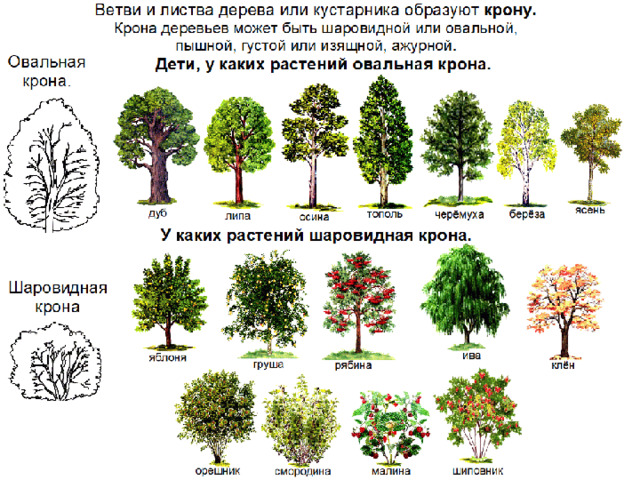 Деревья проект 6 класс