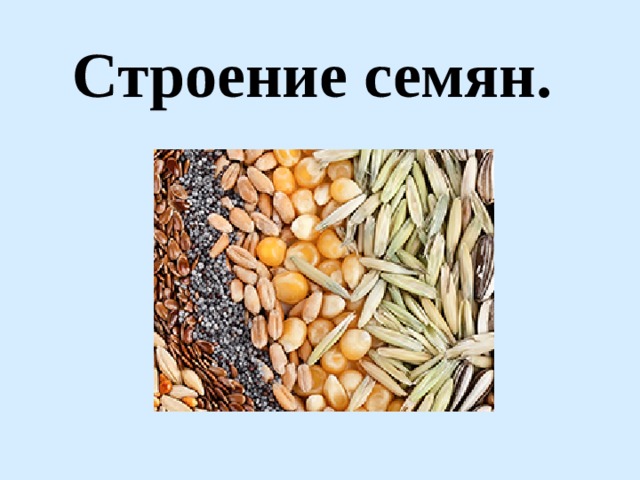 Строение семян. 