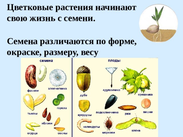 Цветковые растения начинают свою жизнь с семени.   Семена различаются по форме, окраске, размеру, весу 