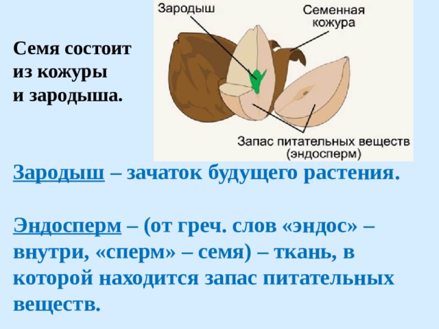 Какой части семени фасоли находятся питательные вещества