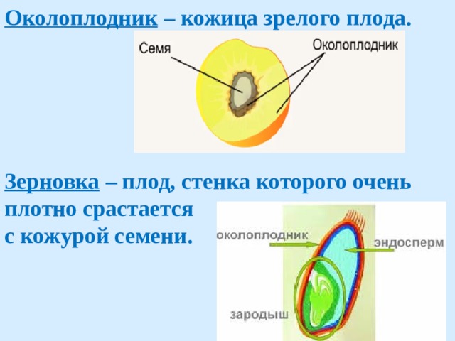 Околоплодник – кожица зрелого плода.       Зерновка – плод, стенка которого очень  плотно срастается  с кожурой семени.      