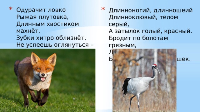 Одурачит ловко  Рыжая плутовка,  Длинным хвостиком махнёт,  Зубки хитро облизнёт,  Не успеешь оглянуться –  Вокруг пальца обведёт! Длинноногий, длинношеий  Длинноклювый, телом серый,  А затылок голый, красный.  Бродит по болотам грязным,  Ловит в них лягушек,  Бестолковых попрыгушек. 