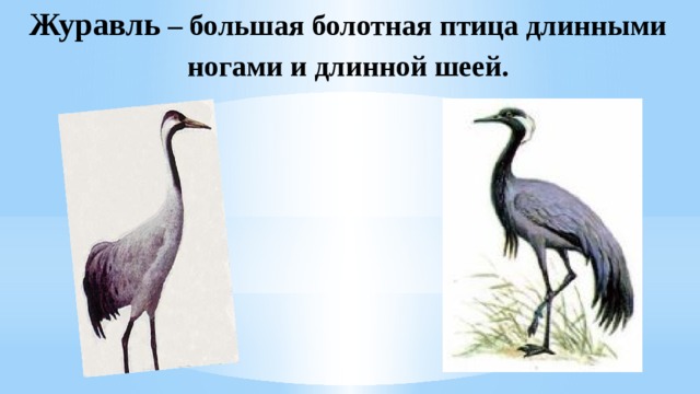 Журавль – большая болотная птица длинными ногами и длинной шеей. 