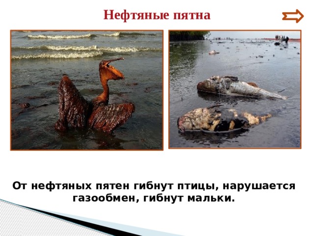 Нефтяные пятна От нефтяных пятен гибнут птицы, нарушается газообмен, гибнут мальки. 