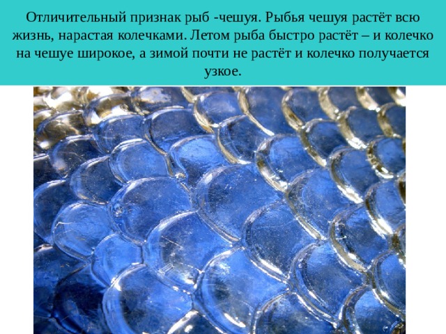 Какое расположение чешуи у рыбы