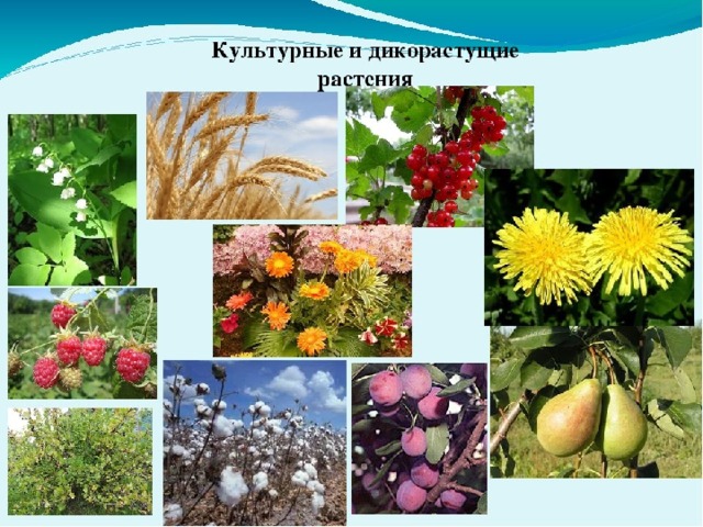 Царство растений  