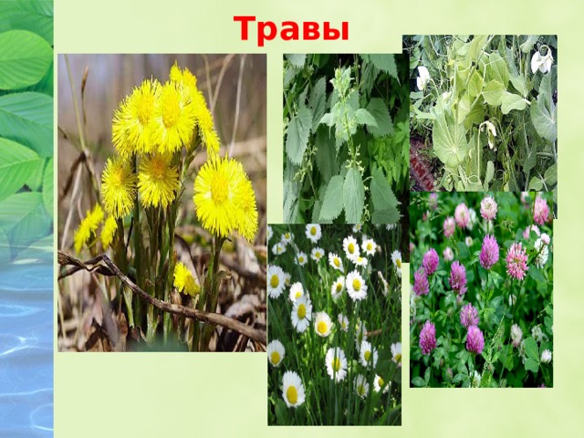 Травы 
