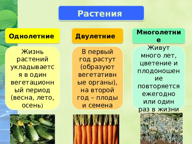 Какие овощные растения относятся к двулетним растениям относятся