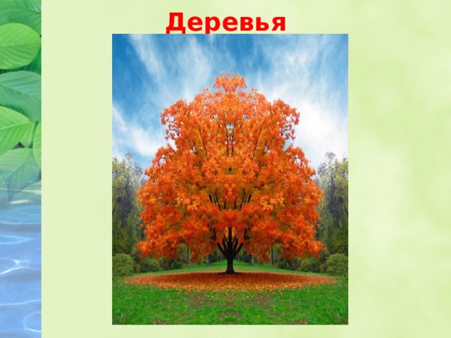 Деревья 