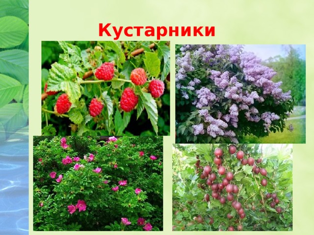 Кустарники 