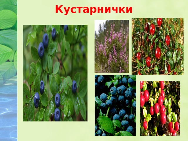 Кустарнички 