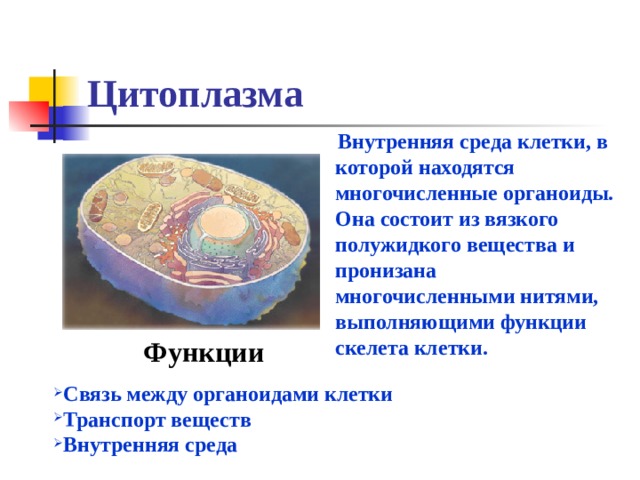 Цитоплазма  Внутренняя среда клетки, в которой находятся многочисленные органоиды. Она состоит из вязкого полужидкого вещества и пронизана многочисленными нитями, выполняющими функции скелета клетки. Функции  Связь между органоидами клетки Транспорт веществ Внутренняя среда 