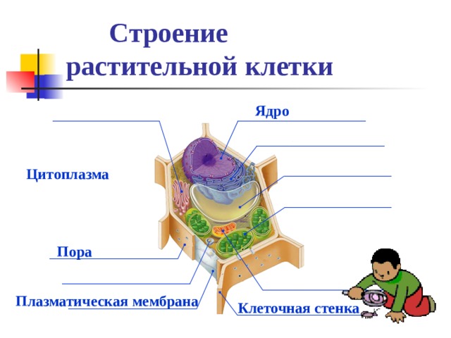 Строение растительной клетки Ядро Цитоплазма Пора  Плазматическая мембрана Клеточная стенка 