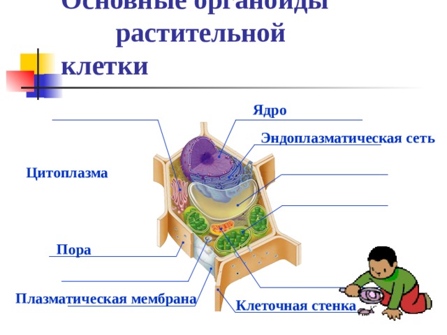 Основные органоиды растительной клетки Ядро Эндоплазматическая сеть Цитоплазма Пора  Плазматическая мембрана Клеточная стенка 
