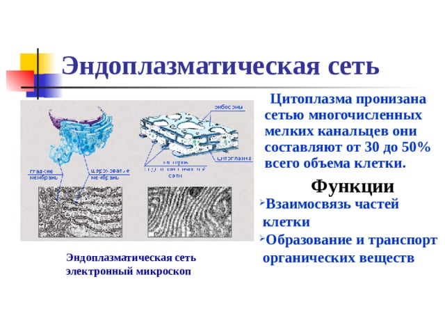 Эндоплазматическая сеть  Цитоплазма пронизана сетью многочисленных мелких канальцев они составляют от 30 до 50% всего объема клетки. Функции Взаимосвязь частей  клетки Образование и транспорт  органических веществ Эндоплазматическая сеть электронный микроскоп 