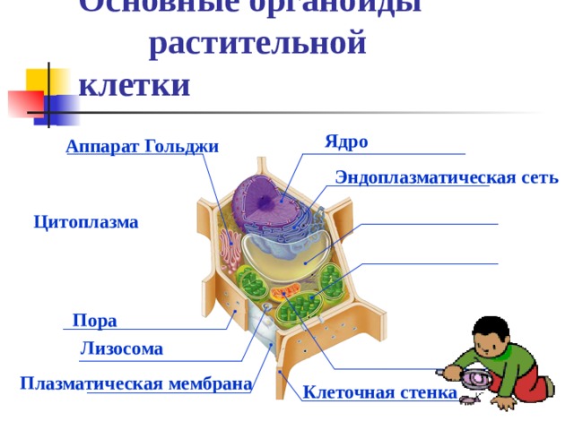 Основные органоиды растительной клетки Ядро Аппарат Гольджи Эндоплазматическая сеть Цитоплазма Пора Лизосома Плазматическая мембрана Клеточная стенка 