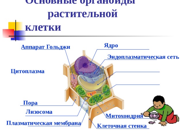 Основные органоиды растительной клетки Ядро Аппарат Гольджи Эндоплазматическая сеть Цитоплазма Пора Лизосома Митохондрия Плазматическая мембрана Клеточная стенка 
