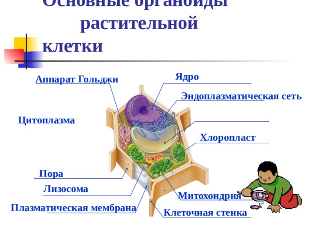 Основные органоиды растительной клетки Ядро Аппарат Гольджи Эндоплазматическая сеть Цитоплазма Хлоропласт Пора Лизосома Митохондрия Плазматическая мембрана Клеточная стенка 
