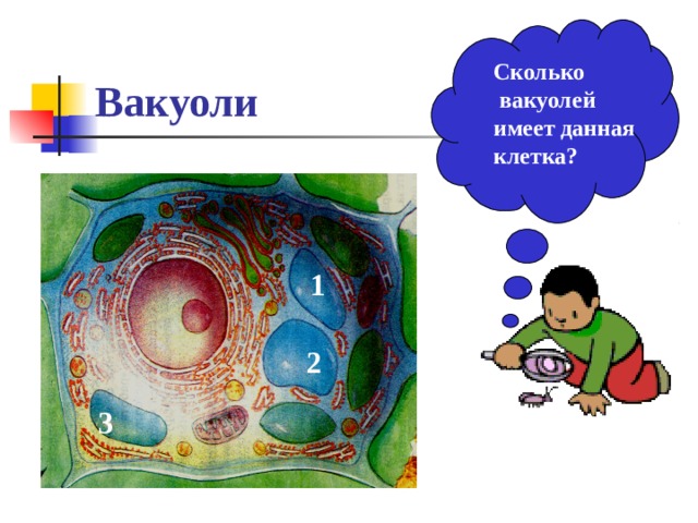Сколько  вакуолей имеет данная клетка? Вакуоли 1 2 3 