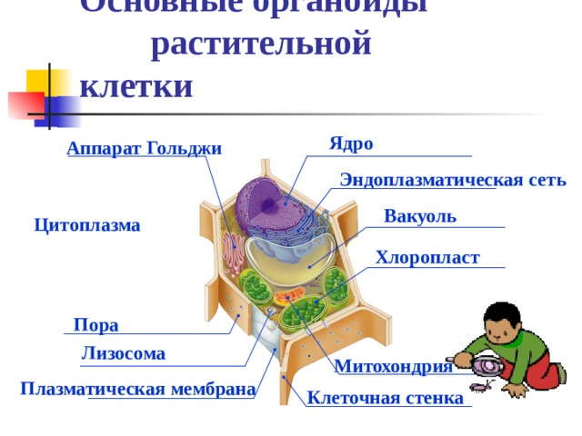 Основные органоиды растительной клетки Ядро Аппарат Гольджи Эндоплазматическая сеть Вакуоль Цитоплазма Хлоропласт Пора Лизосома Митохондрия Плазматическая мембрана Клеточная стенка 