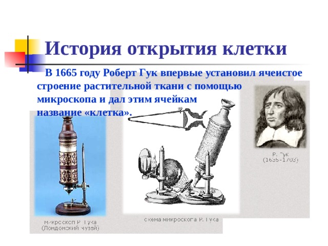 История открытия клетки  В 1665 году Роберт Гук впервые установил ячеистое строение растительной ткани с помощью микроскопа и дал этим ячейкам название «клетка». 