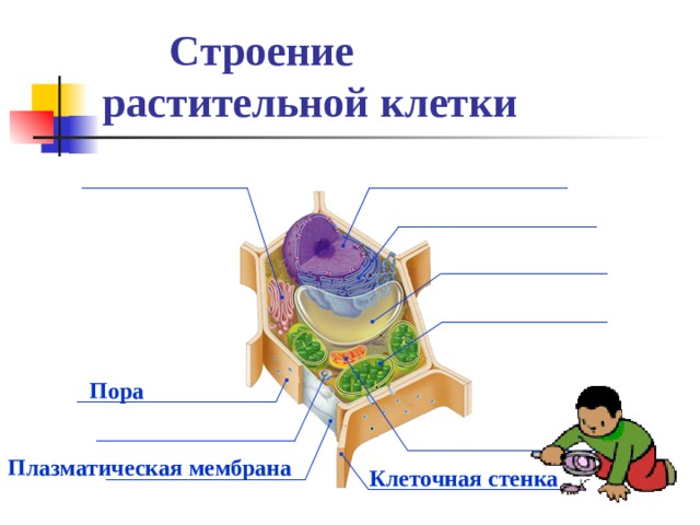 Строение растительной клетки Пора  Плазматическая мембрана Клеточная стенка 