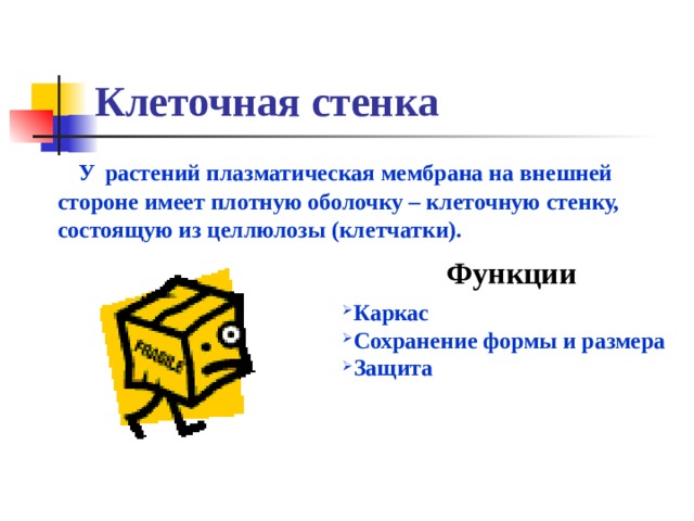 Клеточная стенка  У  растений плазматическая мембрана на внешней стороне имеет плотную оболочку – клеточную стенку, состоящую из целлюлозы (клетчатки).  Функции Каркас Сохранение формы и размера Защита 