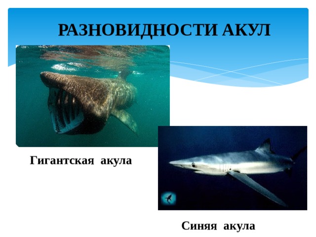 РАЗНОВИДНОСТИ АКУЛ Гигантская акула Синяя акула 